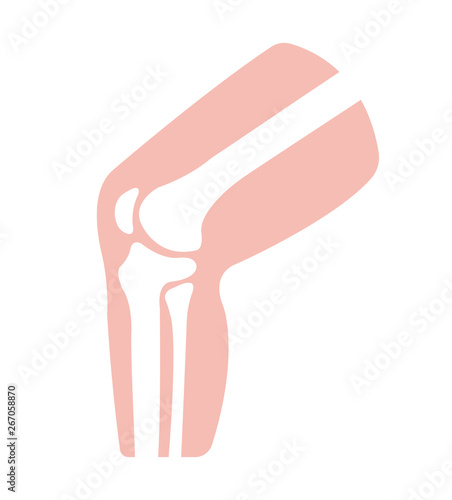 Knee joint section illustration (no text)