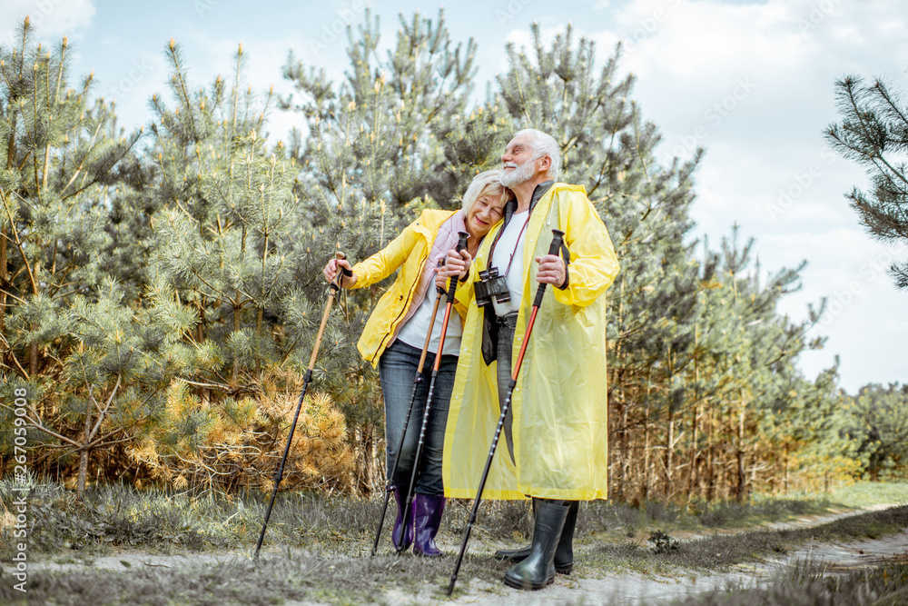 Happy senior couple in yellow raincoats hiking with trekking sticks in the young pine forest. Concept of an active lifestyle on retirement