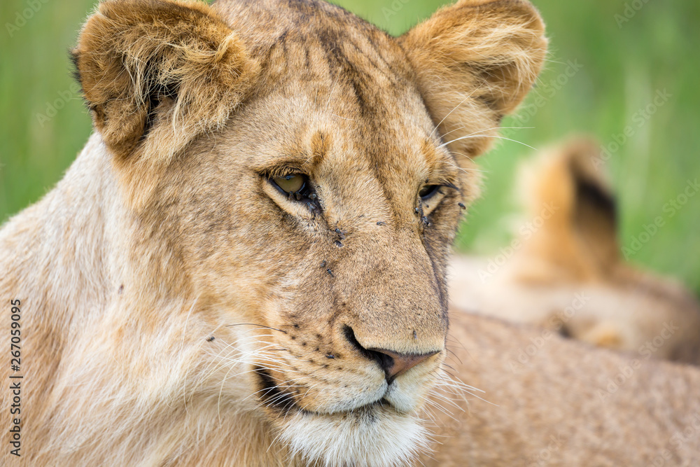 The portrait of a lioness, she lies in the grass in the savannah The portrait of a lioness, she lies in the grass in the savannah