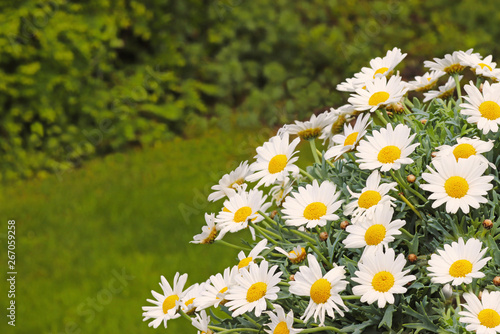 Obraz na plátně floral and green background with marguerites