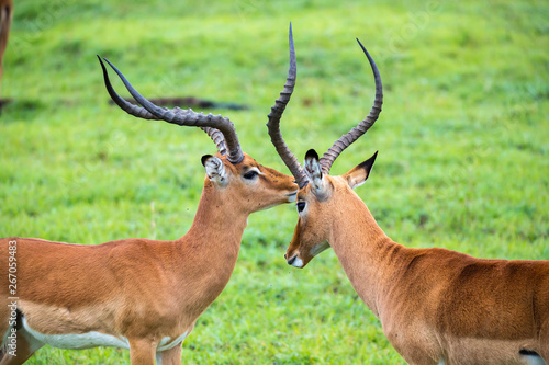 Impala family on a grass landscape in the Kenyan savannah