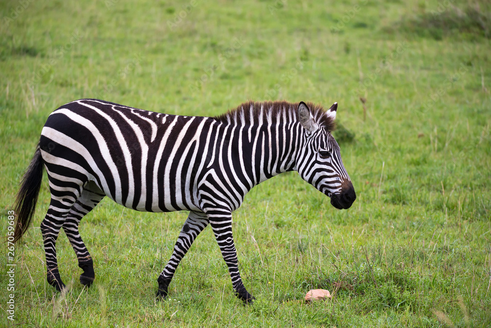 Zebras in the middle of the savannah of Kenya Zebras in the middle of the savannah of Kenya
