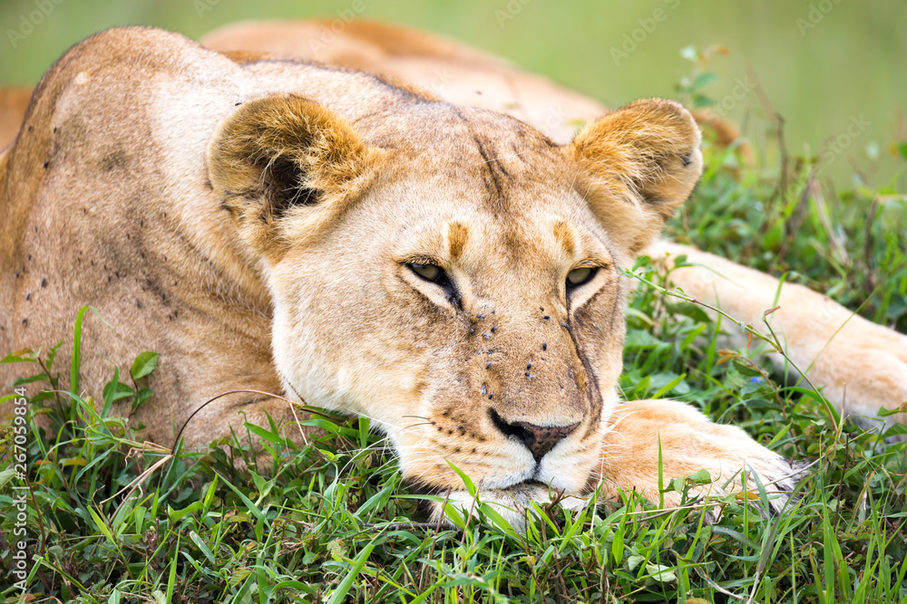 Obraz premium The portrait of a lioness, she lies in the grass in the savannah