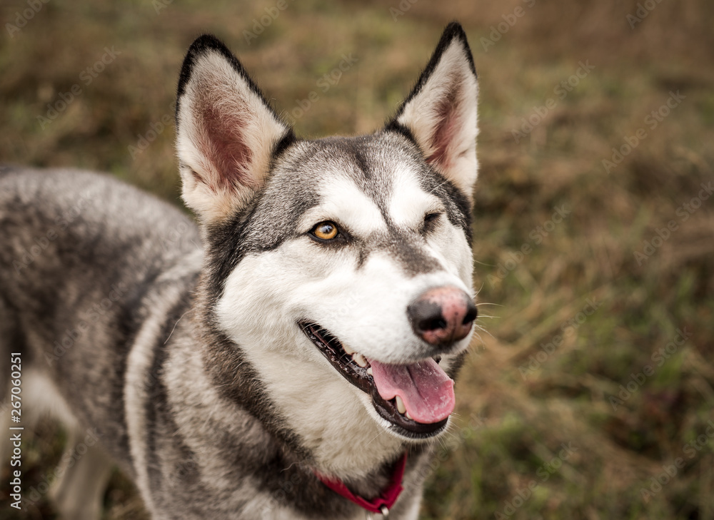 Cute grey and white husky outdoors winking