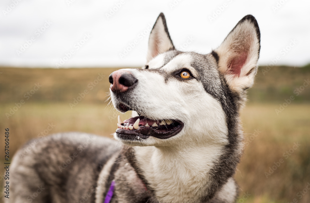 Cute grey and white husky outdoors