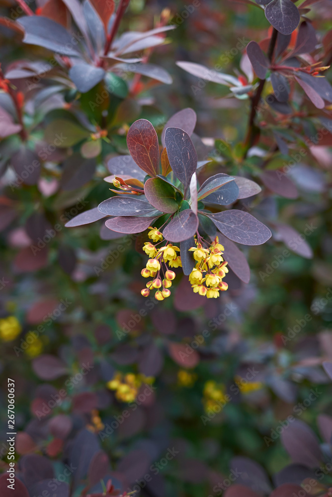 Fototapeta premium Berberis thunbergii atropurpurea