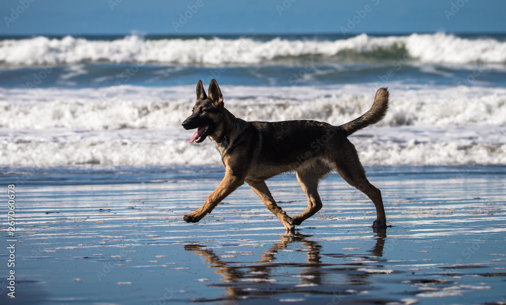 Happy German Shepherd dog running and playing on the beach in California Happy German Shepherd dog running and playing on the beach in California