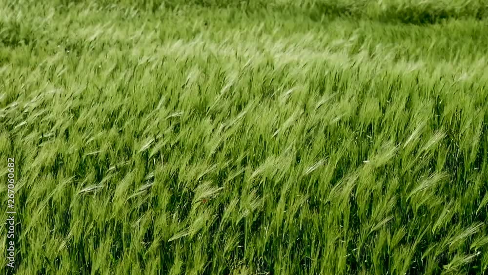 Wheat field with gusts of wind, Sardinia, Italy Wheat field with gusts of wind, Sardinia, Italy