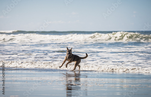 Happy German Shepherd dog running and playing on the beach in California