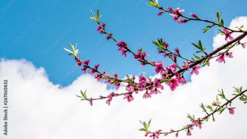 Clouds flow over beautiful spring flowers on tree branch Clouds flow over beautiful spring flowers on tree branch