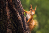 Cute young red squirrel in a natural park in warm morning light. Very cute animal, interesting about its surroundings, colorful, looking funny. Jumping and climbing trees, running, eating.
