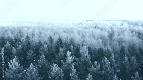Winter season. Snow forest, aerial shot. Breathtaking natural landscape, frozen forest and dark field road with snow.