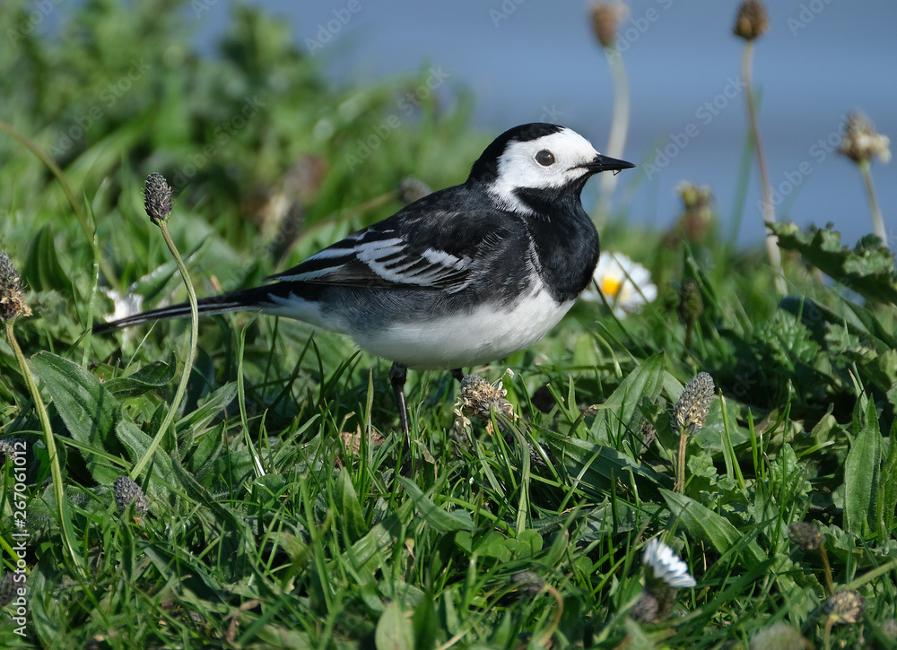 The white wagtail (Motacilla alba) is a small passerine bird in the family Motacillidae, which also includes pipits and long claws. The white wagtail (Motacilla alba) is a small passerine bird in the family Motacillidae, which also includes pipits and long claws.