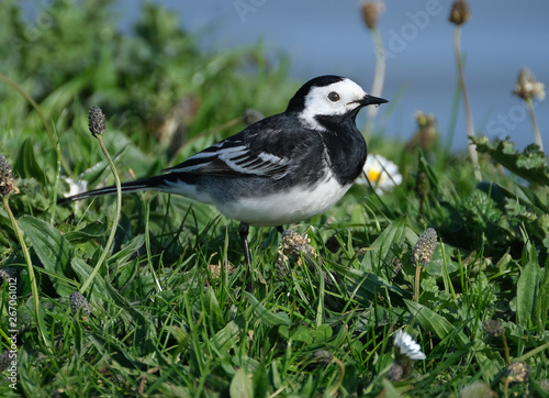 The white wagtail (Motacilla alba) is a small passerine bird in the family Motacillidae, which also includes pipits and long claws.  © Paul