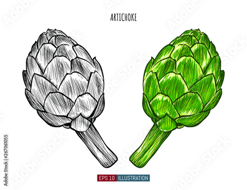 Hand drawn artichoke isolated. Template for your design works. Engraved style vector illustration.