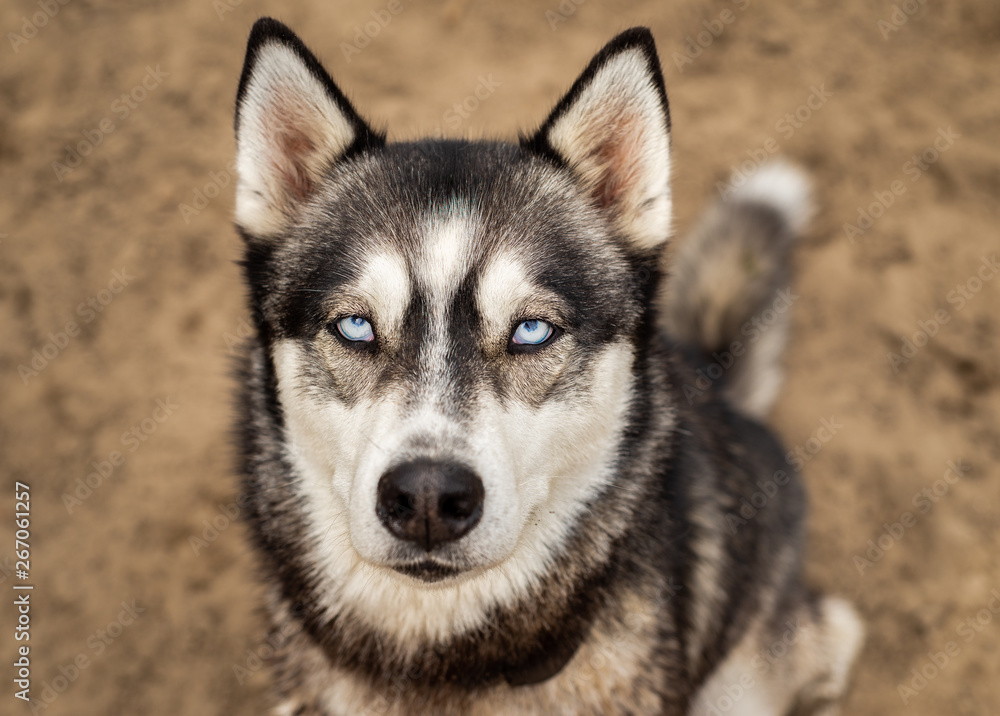 Husky dog with bright blue eyes looking at the camera