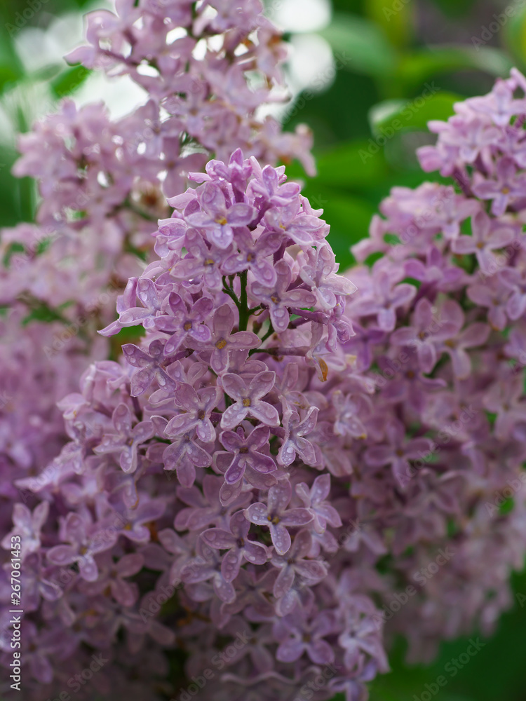 Sweet violet Lilac flowers on the green background. Sweet Lilac. Lilac flowers. Green branch with spring lilac flowers Sweet violet Lilac flowers on the green background. Sweet Lilac. Lilac flowers. Green branch with spring lilac flowers