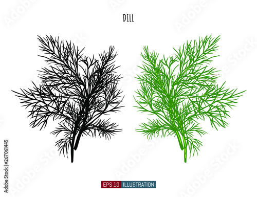 Hand drawn dill isolated. Template for your design works. Engraved style vector illustration.