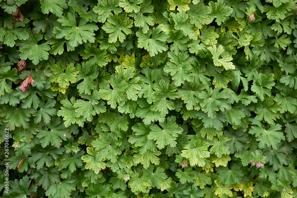 Geranium macrorrhizum Geranium macrorrhizum