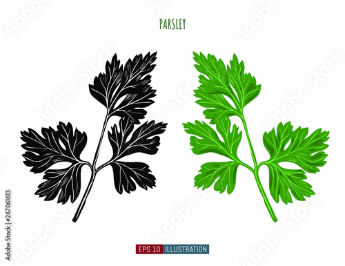Hand drawn parsley isolated. Template for your design works. Engraved style vector illustration.