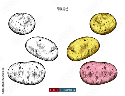 Hand drawn potatoes isolated. Template for your design works. Engraved style vector illustration.