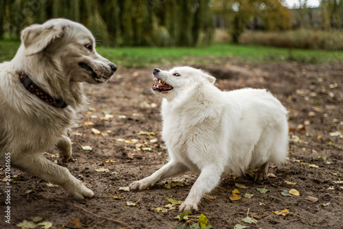 Wallpaper Mural Samoyed and golden retriever dog playing outdoors, the samoyed dog with its teeth bared Torontodigital.ca