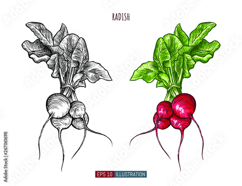 Hand drawn radish isolated. Template for your design works. Engraved style vector illustration.