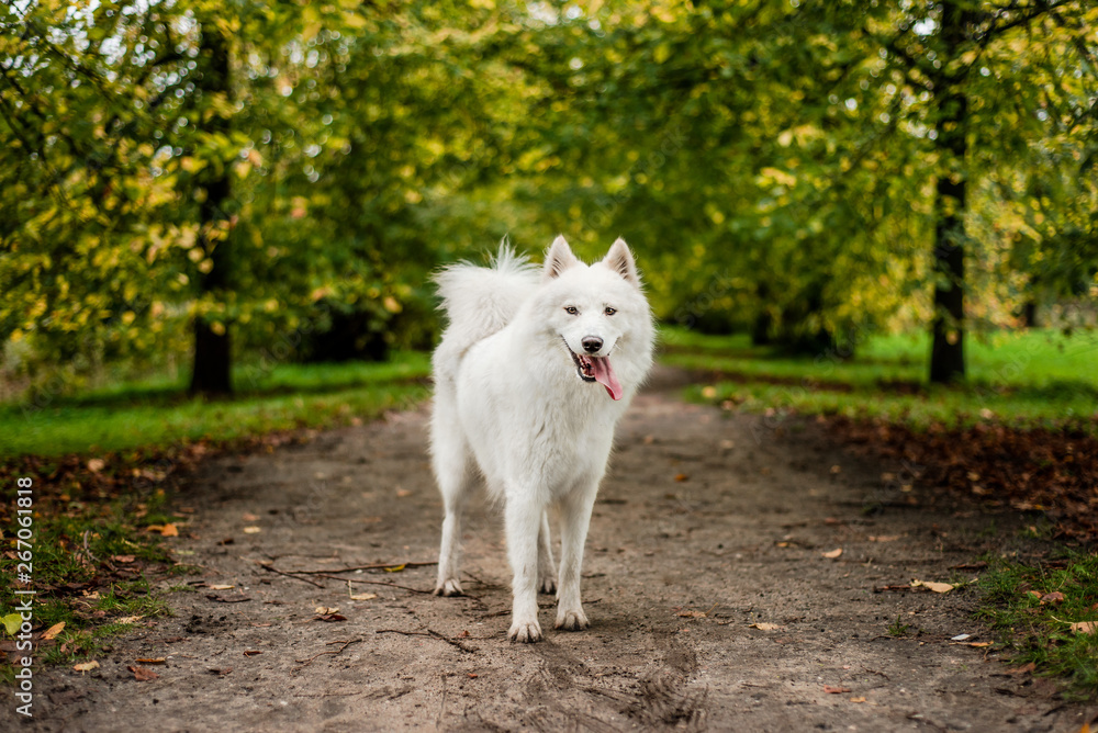 Happy Samoyed dog looking at camera on an outdoor trail, panting Happy Samoyed dog looking at camera on an outdoor trail, panting