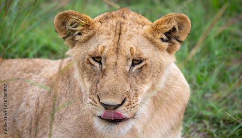 Fototapeta Naklejka Na Ścianę i Meble -  The face of a young lioness in close-up