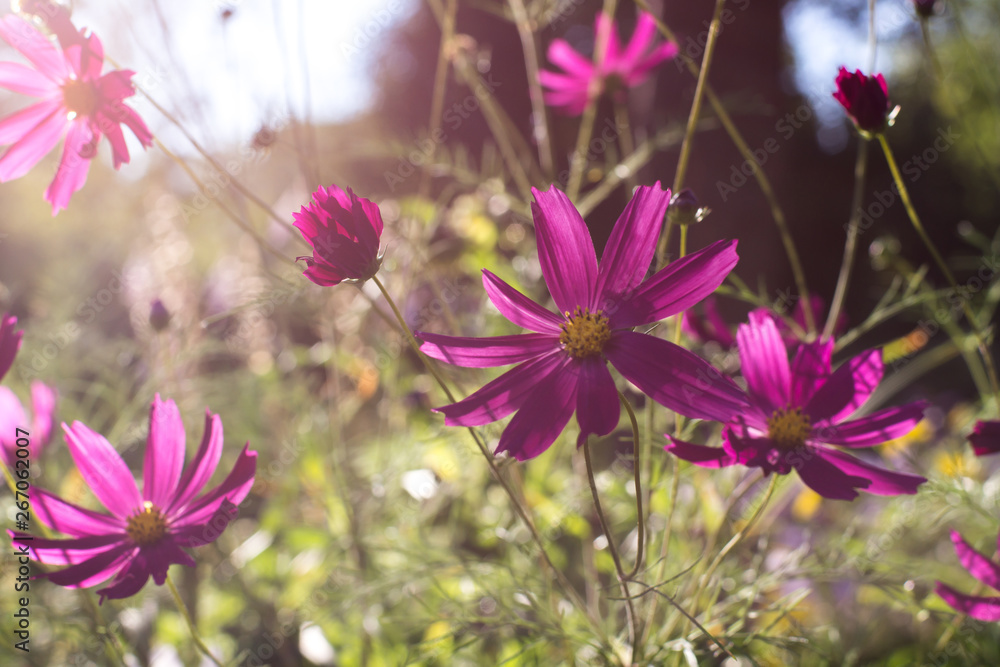 Fototapeta premium Summer story with beautiful pink flowers like daisies growing under the sun