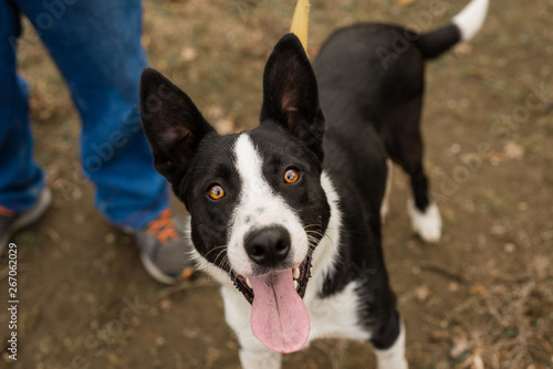 Happy Border Collie puppy looking at the camera