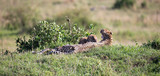 A cheetah mother with two children in the Kenyan savannah