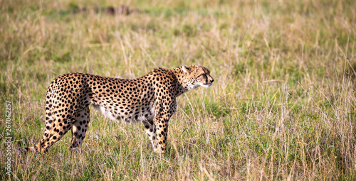 A cheetah walks between grass and bushes in the savannah of Kenya