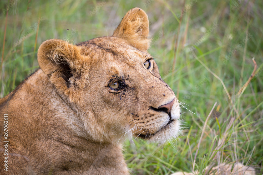 The face of a young lioness in close-up The face of a young lioness in close-up