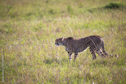 A cheetah walks between grass and bushes in the savannah of Kenya © 25ehaag6