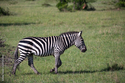 Zebras in the middle of the savannah of Kenya © 25ehaag6