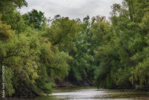Small Egret (Egretta garzetta) fly over one of the Danube Delta Biosphere Reserve, Romania. The delta has the widest variety of bird species in the world (over 300 species).