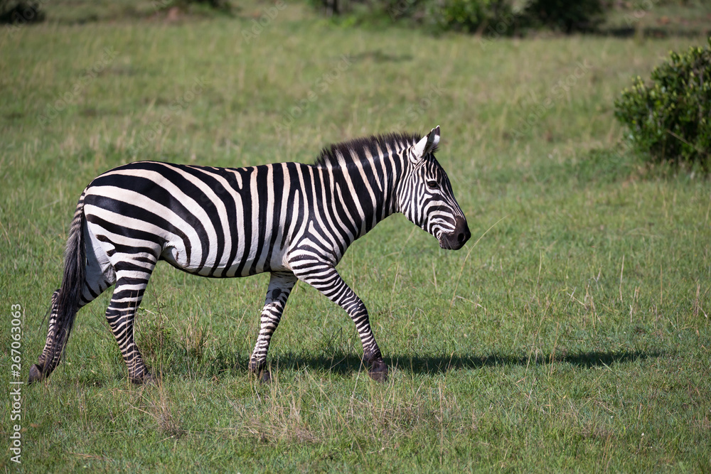 Zebras in the middle of the savannah of Kenya Zebras in the middle of the savannah of Kenya