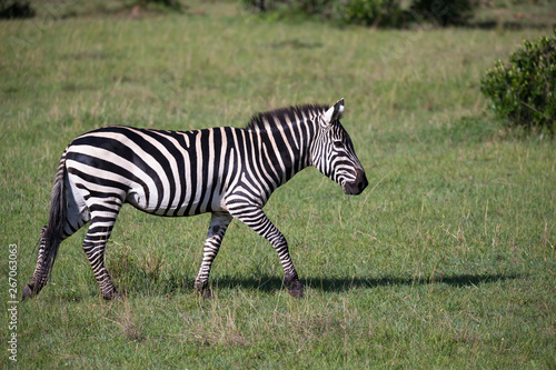 Zebras in the middle of the savannah of Kenya