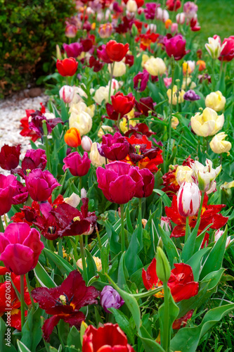 Colorful flower beds during the annual April tulip festival in Istanbul