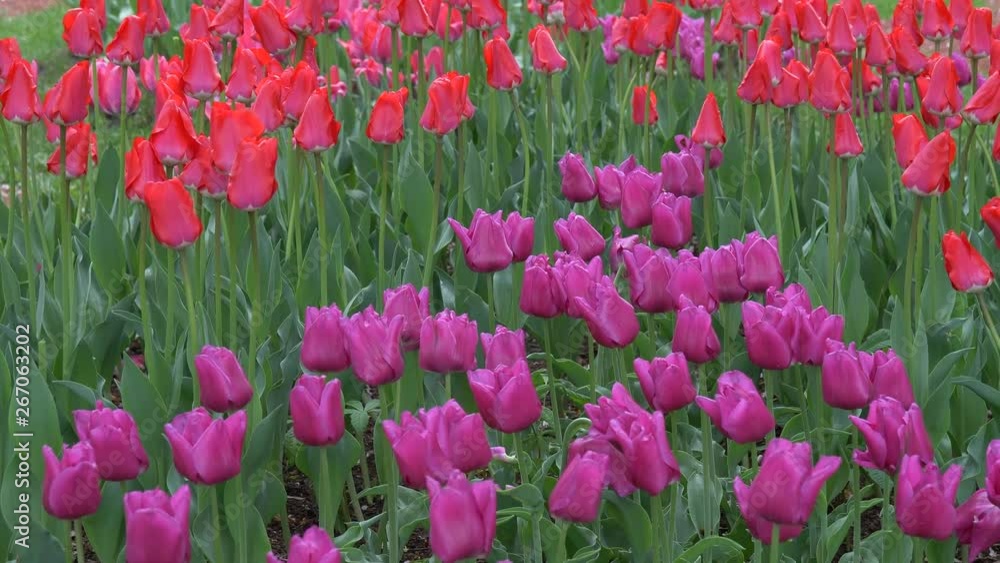 Beautiful colorful bright tulips in large quantities on the flowerbed Beautiful colorful bright tulips in large quantities on the flowerbed