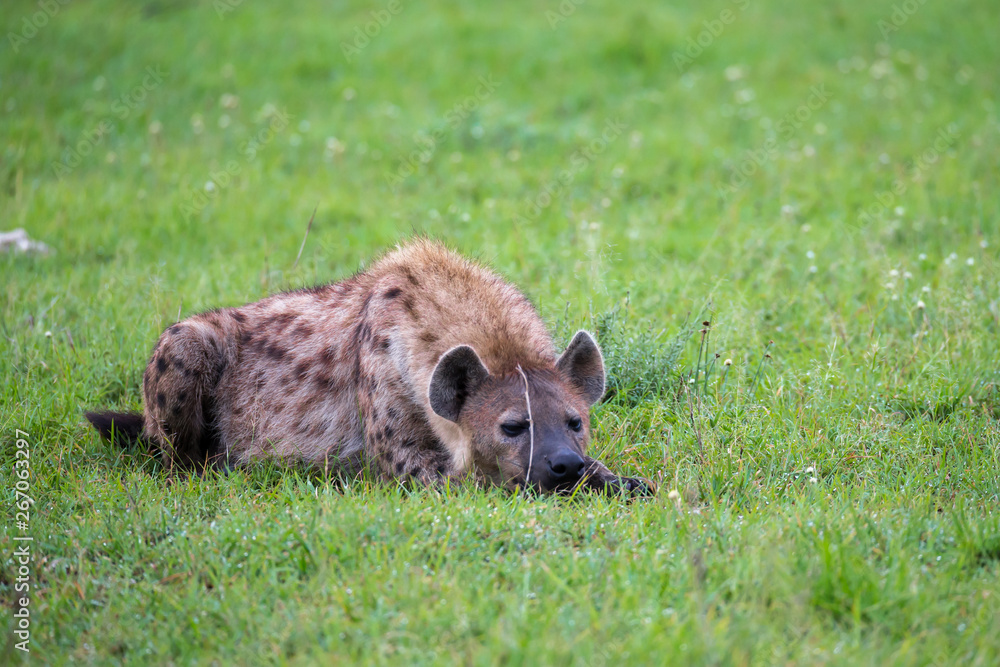 Obraz premium A hyena is lying in the grass in the savannah in Kenya