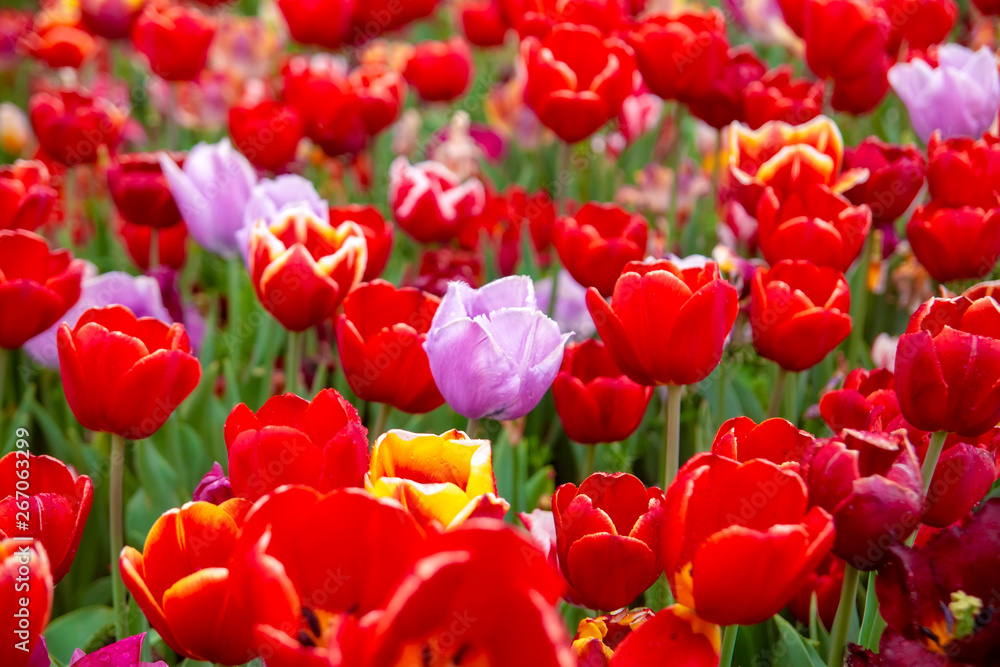 Colorful flower beds during the annual April tulip festival in Istanbul Colorful flower beds during the annual April tulip festival in Istanbul