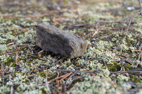 Close Up of Green Lichen and Moss Textures Growing on a Rock background