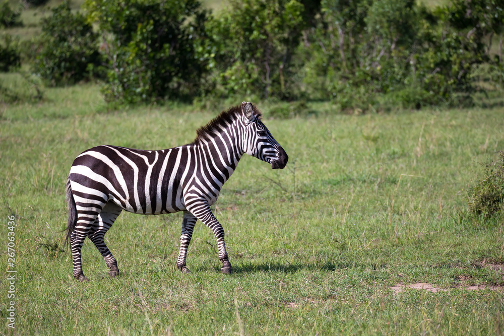 Zebras in the middle of the savannah of Kenya Zebras in the middle of the savannah of Kenya