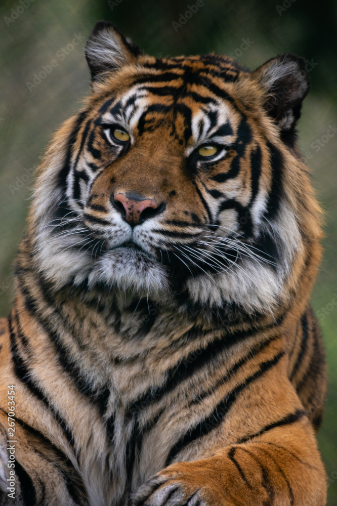 Naklejka Tiger West Midlands Safari Park, Wielka Brytania