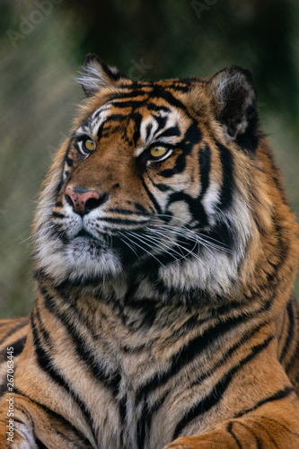 Fototapeta Naklejka Na Ścianę i Meble -  Tiger West Midlands Safari Park, UK