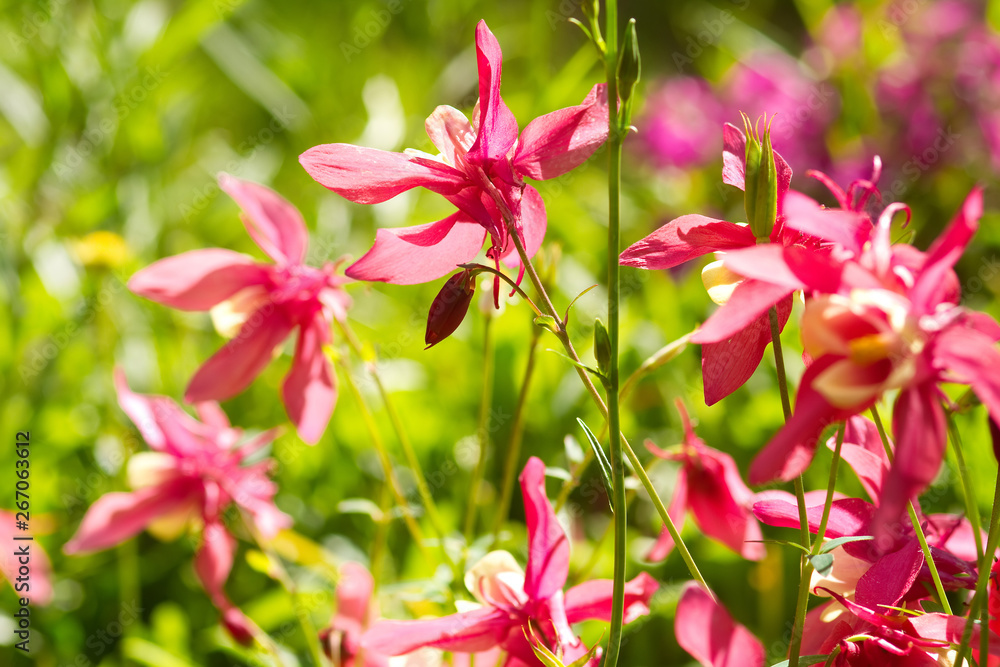 Akelei mit roten Blüten Akelei mit roten Blüten