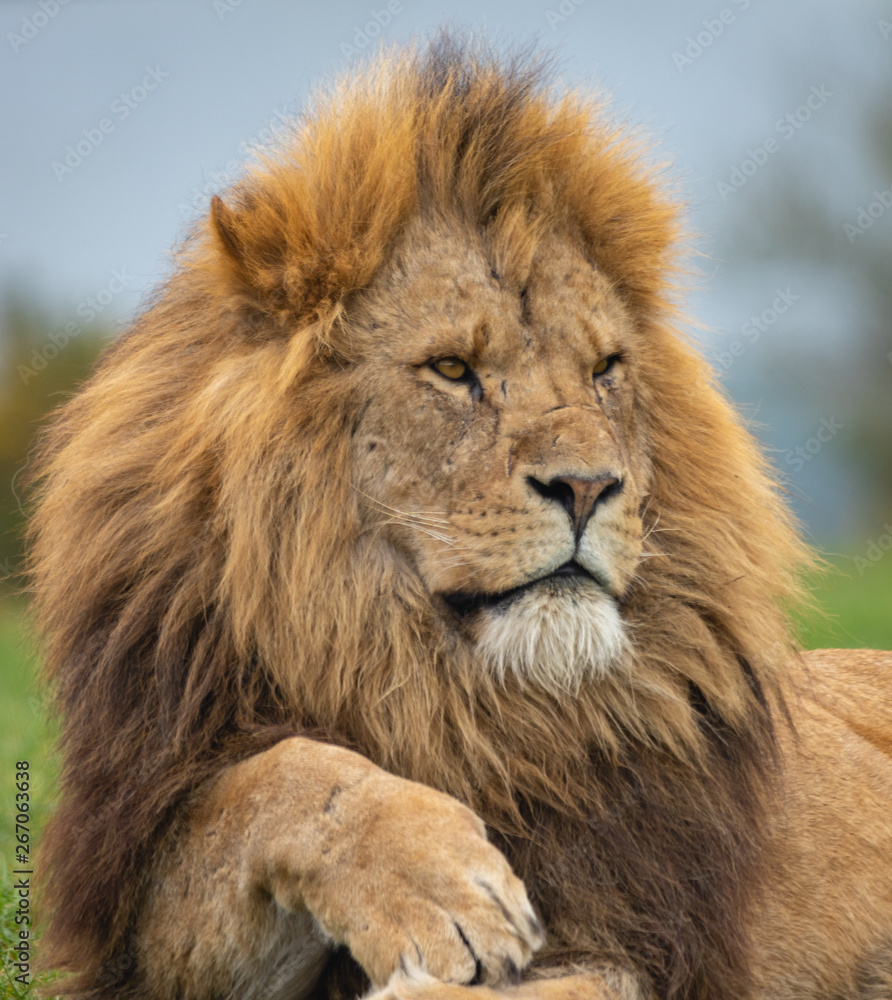 Lion West Midlands Safari Park, UK Lion West Midlands Safari Park, UK