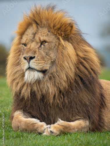 Fototapeta Naklejka Na Ścianę i Meble -  Lion West Midlands Safari Park, UK